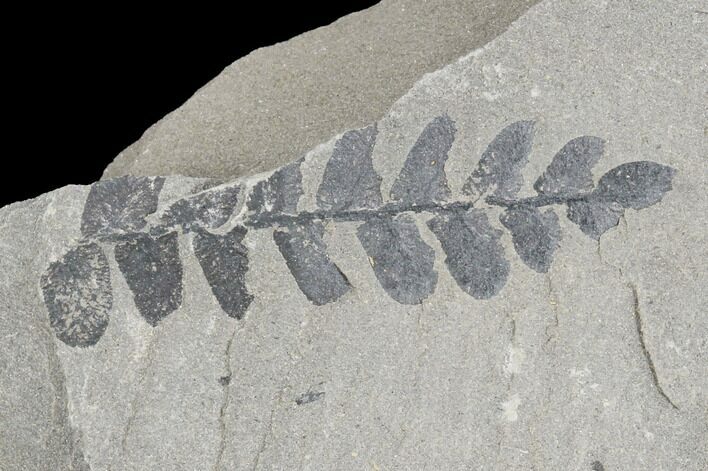 Pennsylvanian Fossil Fern (Neuropteris) Plate - Kentucky #126236